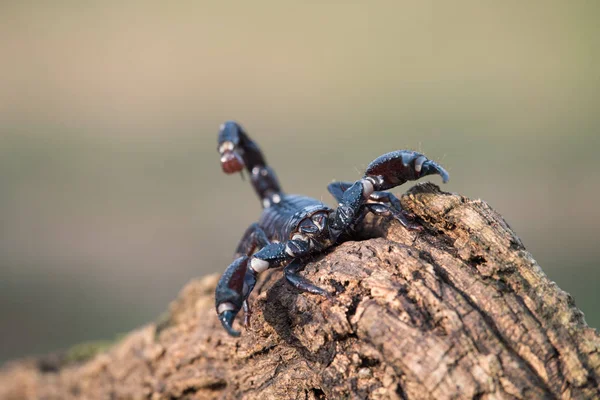 Kejsar Scorpion Art Skorpion Som Förekommer Regnskogar Och Savanner Västafrika — Stockfoto