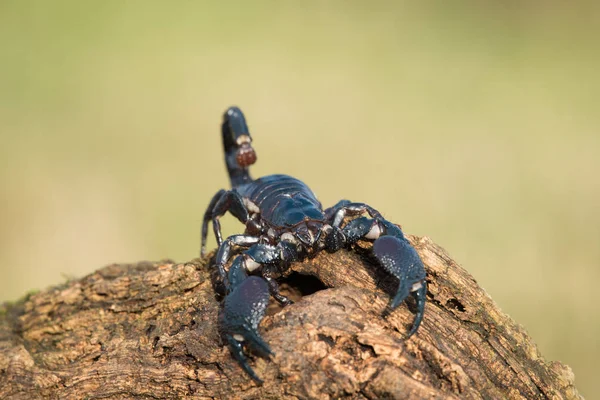 Empereur Scorpion Est Une Espèce Scorpion Originaire Des Forêts Tropicales — Photo