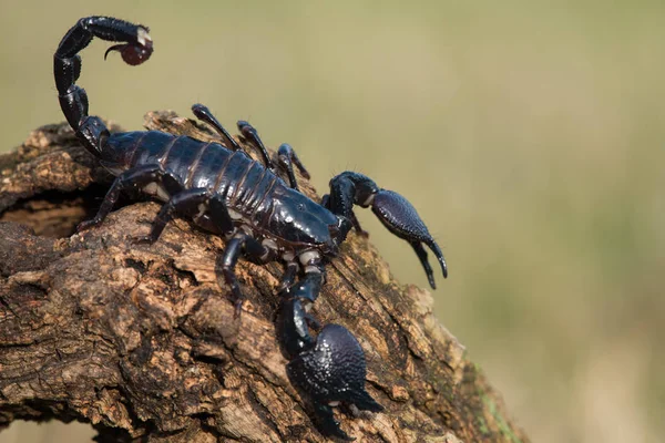 Skorpion Imperatora Gatunek Skorpiona Lasów Deszczowych Sawanny Afryce Zachodniej Jest — Zdjęcie stockowe
