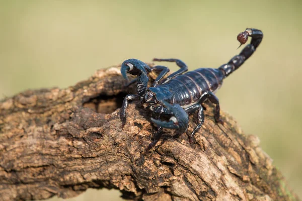 Emperor scorpion is a species of scorpion native to rainforests and savannas in West Africa. It is one of the largest scorpions in the world and lives for 2-3 years.