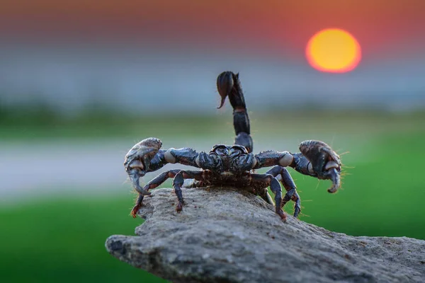 Scorpion Savanes Afrique Ouest — Photo