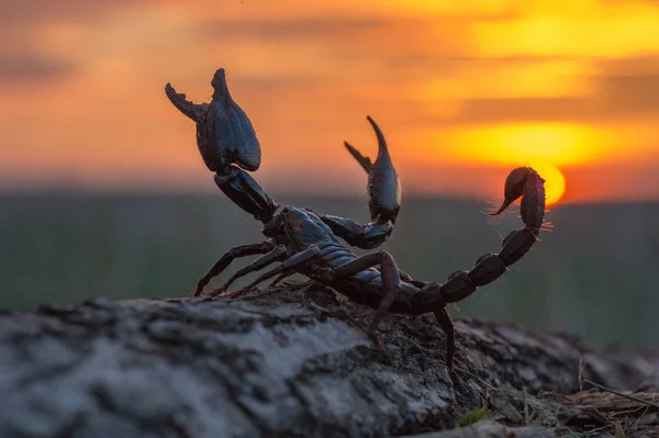  Batı Afrika'da akrep ve savanalar.