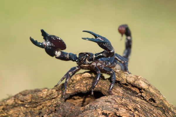 Empereur Scorpion Est Une Espèce Scorpion Originaire Des Forêts Tropicales — Photo