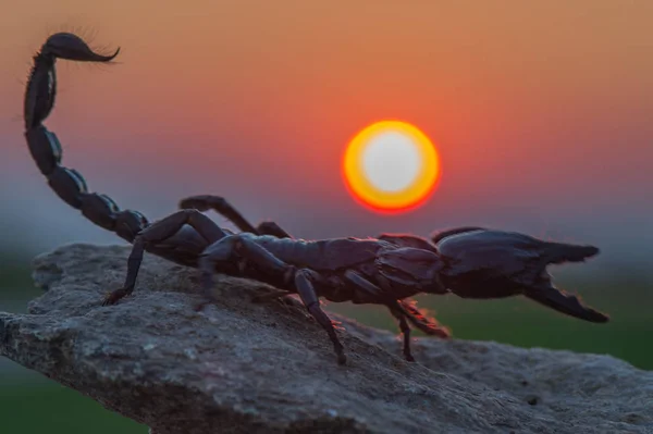 Scorpion Savanes Afrique Ouest — Photo