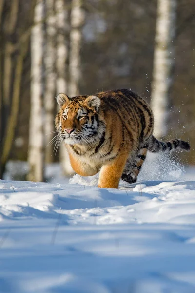 Sibirya Kaplanı Panthera Tigris Karda — Stok fotoğraf