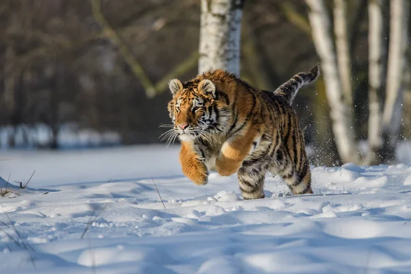 Σιβηρική Τίγρη Στο Χιόνι Panthera Tigris — Φωτογραφία Αρχείου