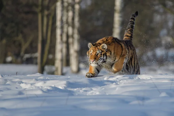 Szibériai Tigris Panthera Tigris Hóban — Stock Fotó