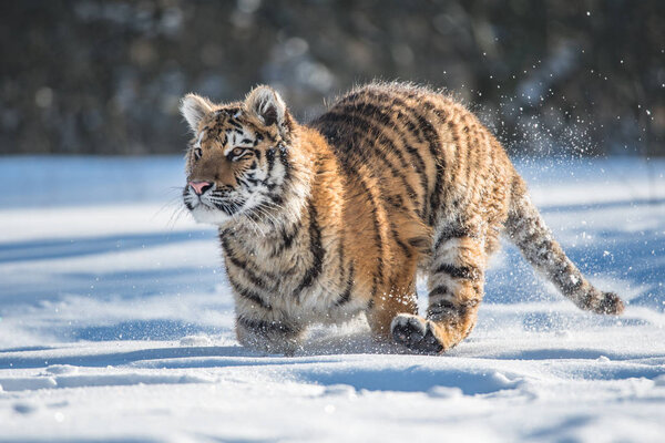 Siberian Tiger in the snow (Panthera tigris)