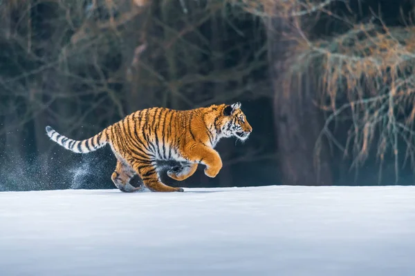 Tigre Siberiano Neve Panthera Tigris — Fotografia de Stock