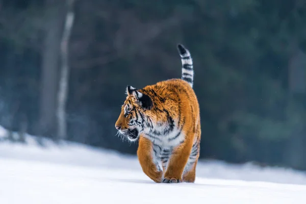 Macan Siberia Salju Panthera Tigris — Stok Foto