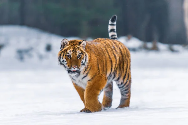 Tigre Siberiano Neve Panthera Tigris — Fotografia de Stock