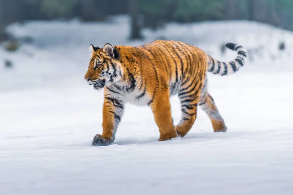 Sibirya Kaplanı Panthera Tigris Karda — Stok fotoğraf