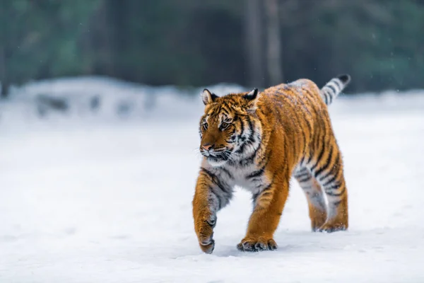 Szibériai Tigris Panthera Tigris Hóban — Stock Fotó