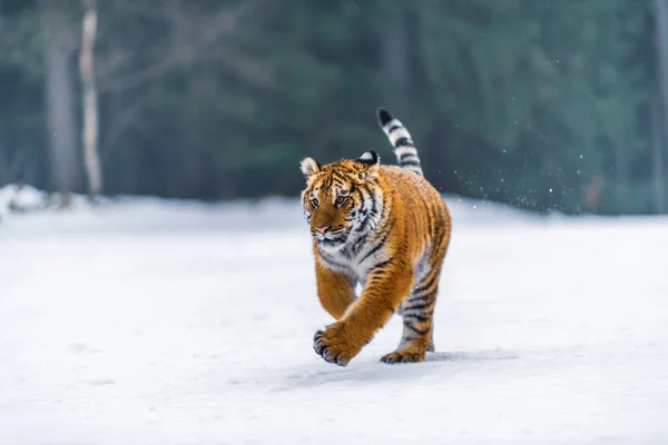 Szibériai Tigris Panthera Tigris Hóban — Stock Fotó