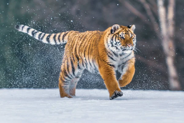 雪中的西伯利亚虎 潘瑟拉提里斯 — 图库照片