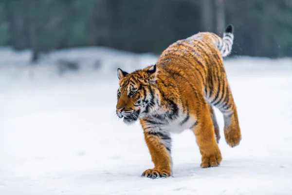 Szibériai Tigris Panthera Tigris Hóban — Stock Fotó