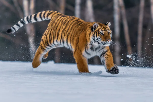 Sibirya Kaplanı Panthera Tigris Karda — Stok fotoğraf