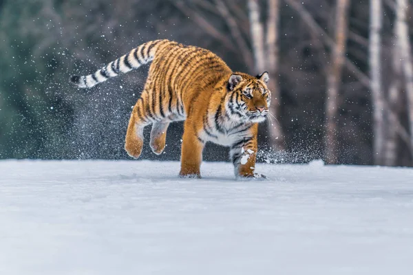 Σιβηρική Τίγρη Στο Χιόνι Panthera Tigris — Φωτογραφία Αρχείου