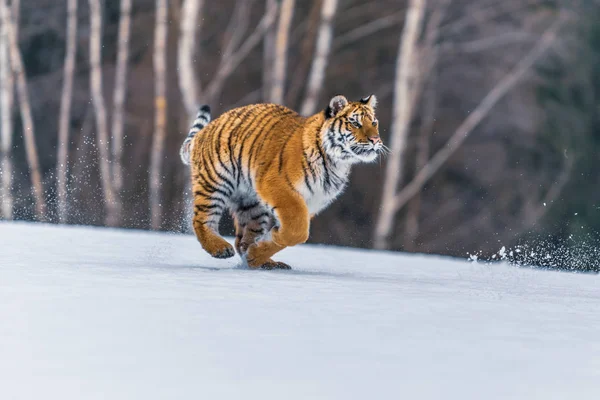 Tigre Siberiano Nieve Panthera Tigris — Foto de Stock