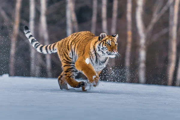 Szibériai Tigris Panthera Tigris Hóban — Stock Fotó