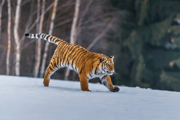 Siberian Tiger Snow Panthera Tigris — Stock Photo, Image