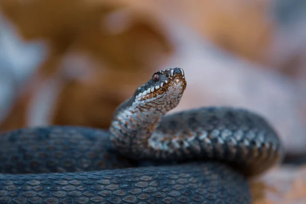 Serpent Herbe Natrix Natrix Gros Plan — Photo