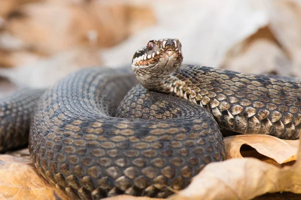 Natrix Natrix Natrix Aus Nächster Nähe — Stockfoto