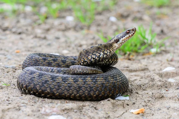 Kígyó Natrix Natrix Közeli — Stock Fotó