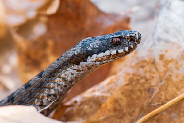 Травяная Змея Natrix Natrix Крупным Планом — стоковое фото