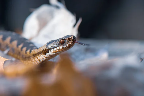 Травяная Змея Natrix Natrix Крупным Планом — стоковое фото