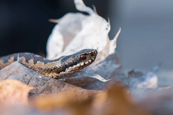 Grass Orm Natrix Natrix Närbild — Stockfoto