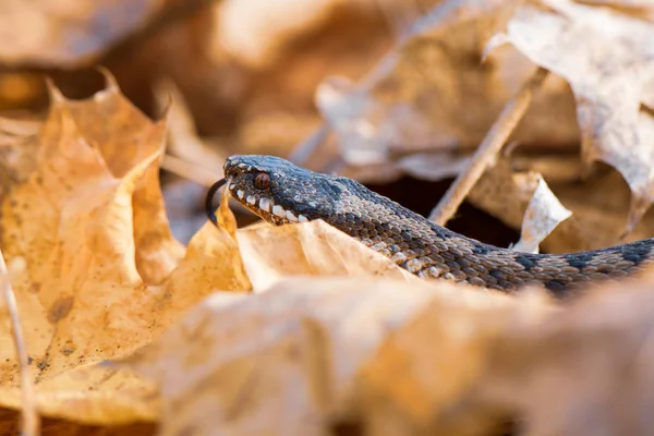 Image result for grass snake in autumn leaves
