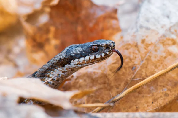 Травяная Змея Natrix Natrix Крупным Планом — стоковое фото