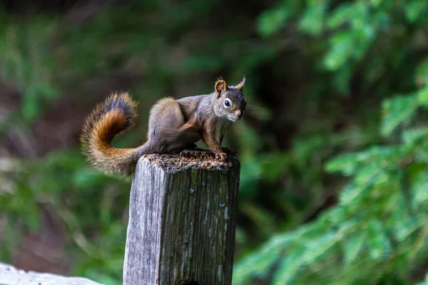 Red Squirrel Sciurus Vulgaris Sitting Tree Trunk Eating Nut — Stock Photo, Image