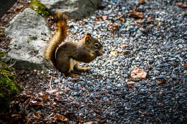 Scoiattolo Rosso Sciurus Vulgaris Seduto Tronco Albero Che Mangia Una — Foto Stock