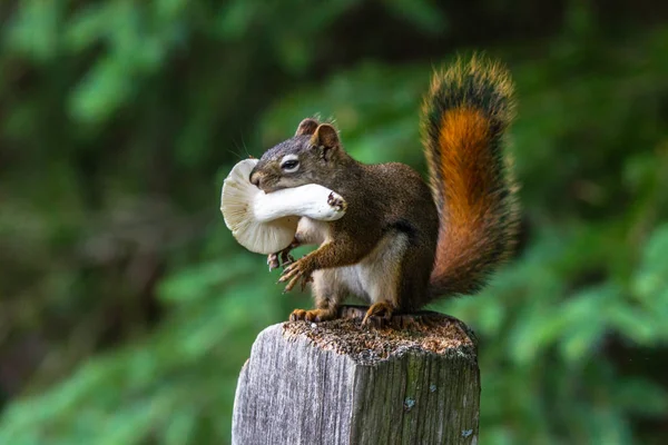 Kızıl Sincap Sciurus Vulgaris Bir Ağaç Gövdesinde Fındık Yemek Oturan — Stok fotoğraf