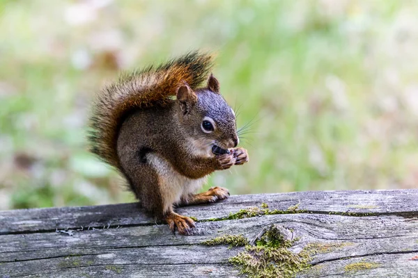 Scoiattolo Rosso Sciurus Vulgaris Seduto Tronco Albero Che Mangia Una — Foto Stock