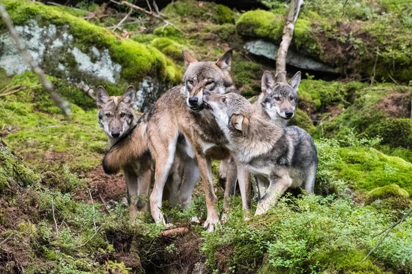 Gri kurt (Canis Lupus) olarak da bilinen kereste kurt agresif bir yüz baskın ifadesi Kanada ormanda yaz aylarında toplam sayı portresi kapatın.