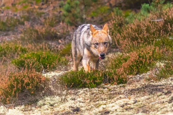 Retrato Cerca Lobo Gris Canis Lupus También Conocido Como Lobo —  Fotos de Stock