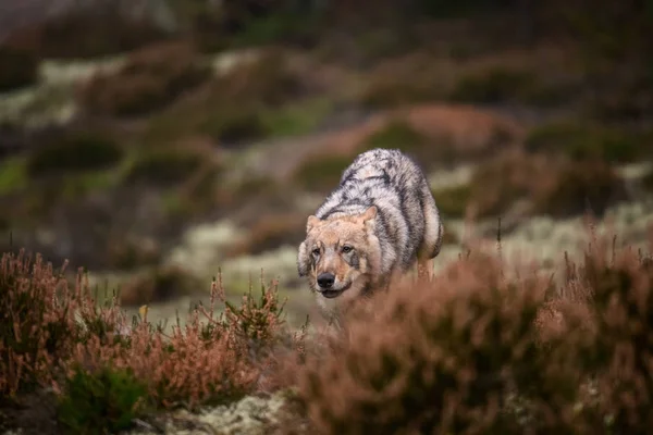 Retrato Cerca Lobo Gris Canis Lupus También Conocido Como Lobo —  Fotos de Stock