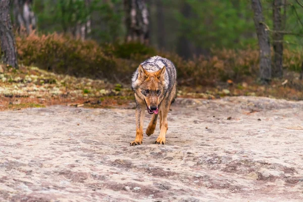 Ritratto Ravvicinato Lupo Grigio Canis Lupus Noto Anche Come Lupo — Foto Stock