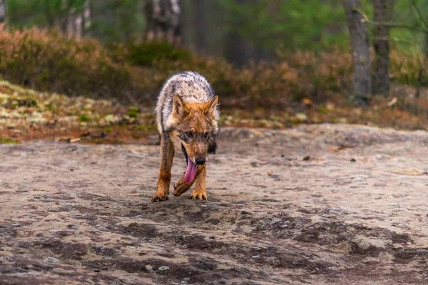 Retrato Perto Lobo Cinzento Canis Lupus Também Conhecido Como Lobo — Fotografia de Stock