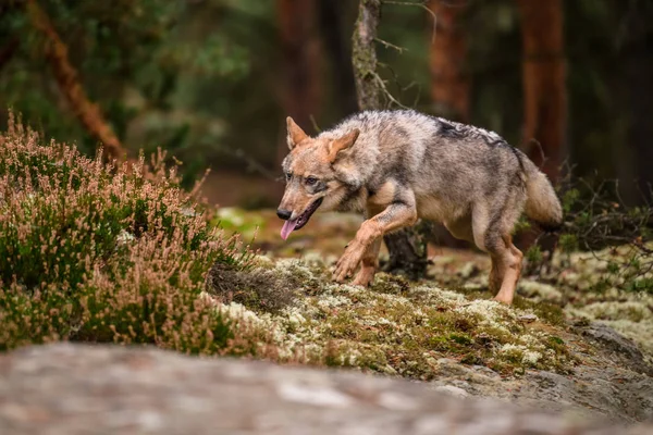 Portrait Rapproché Loup Gris Canis Lupus Également Connu Sous Nom — Photo