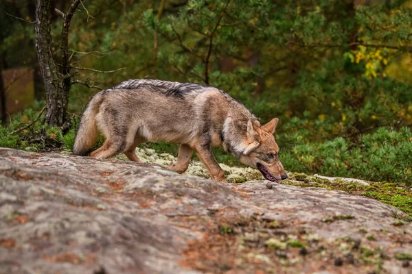 Retrato Cerca Lobo Gris Canis Lupus También Conocido Como Lobo —  Fotos de Stock