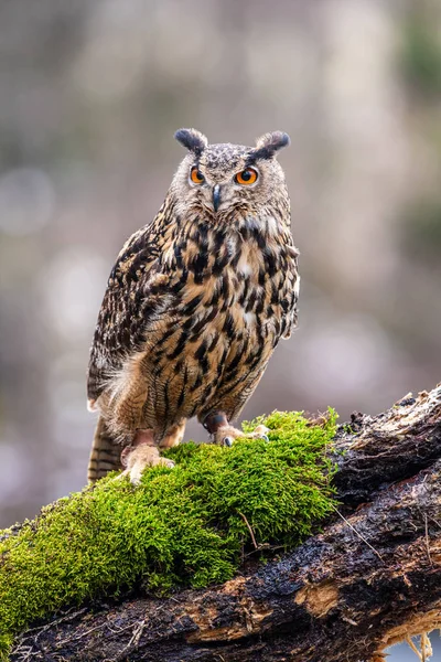 Пугач Bubo Bubo Літаюча Птиця Відкритими Крилами Осіннім Лісом Фоновому — стокове фото