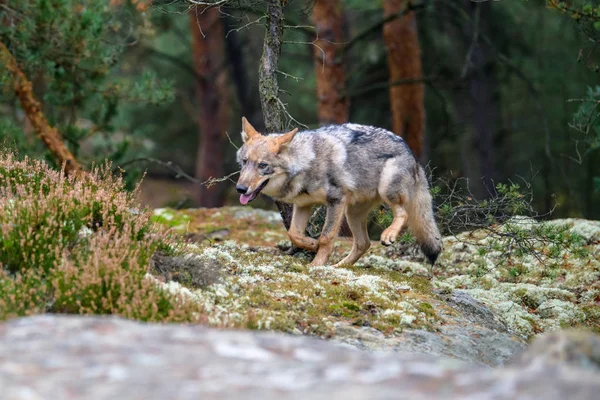 Retrato Cerca Lobo Gris Canis Lupus También Conocido Como Lobo —  Fotos de Stock