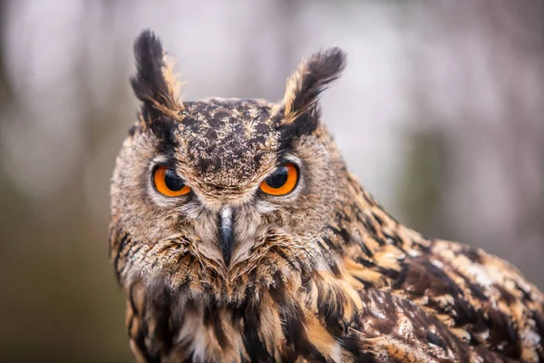 Eurasian Eagle Owl Bubo Bubo Flying Bird Open Wings Autumn — Stock Photo, Image