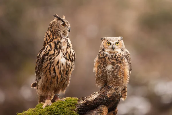 Chouette Aigle Eurasie Bubo Bubo Oiseau Volant Aux Ailes Ouvertes — Photo