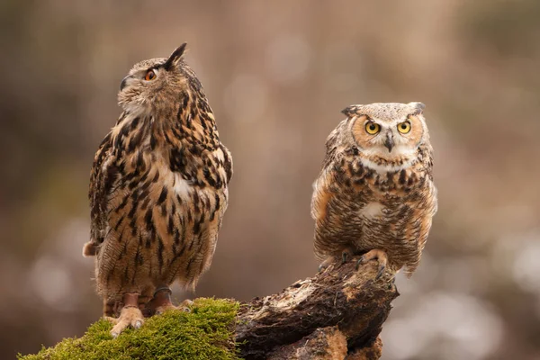 Chouette Aigle Eurasie Bubo Bubo Oiseau Volant Aux Ailes Ouvertes — Photo