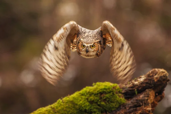 Avrasya Kartal Baykuşu Bubo Bubo Arka Planda Sonbahar Ormanı Ile — Stok fotoğraf